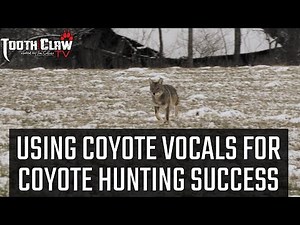 Using Coyote Vocals For Coyote Hunting Success