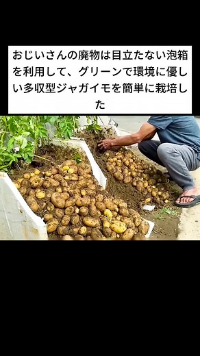自宅で簡単なじゃがいも栽培方法