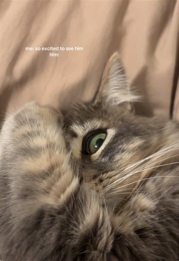 Why Did He Side Eye Me? Understanding Cat Behavior