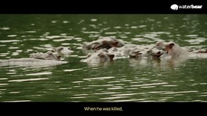 Cocaine Hippos Get close with Colombia’s infamous invasive species....