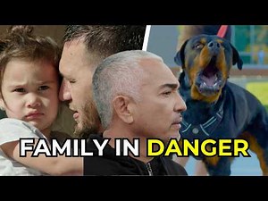 How to Help Traumatized Dogs and Stop Cat Aggression | Better Human Better Dog