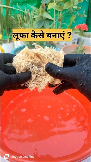DIY Loofah - How to Make Loofah at Home