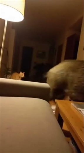 When a Boar's Ghost Costume Fails to Impress a Cat