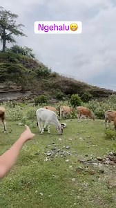 Ingat ya Bukan punya saya🤣 | Peri Peri