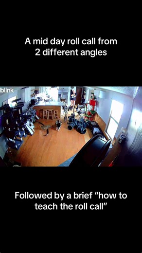 How to Teach Your Cat a Fun Roll Call Command