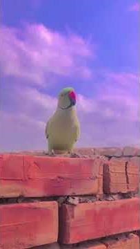 Smart Parrots Talking & Singing – Parrot Voices