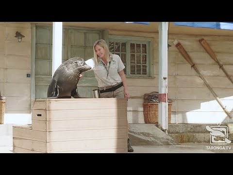 Seals for the Wild powered by Red Energy