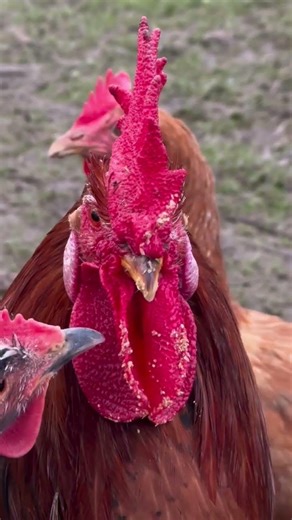 Checken singing #checken #eggsong #hensofig #shorts