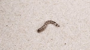 Larva Argentine Cockroach Digs Sand Blaptica Stock Footage Video (100% Royalty-free) 3464316007 | Shutterstock