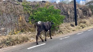 🔴Les trottoirs envahis : quand les bœufs remplacent les piétons Depuis quelque temps, les habitants de Baie Malgache constatent une situation pour le moins inhabituelle : leurs trottoirs, autrefois réservés aux piétons, sont désormais empruntés par les bœufs. Chaque matin, ces animaux, souvent en route vers les pâturages ou de retour de la ferme, défilent lentement le long des habitations, laissant derrière eux traces et étonnement. Si certains habitants s’amusent de cette cohabitation inattend