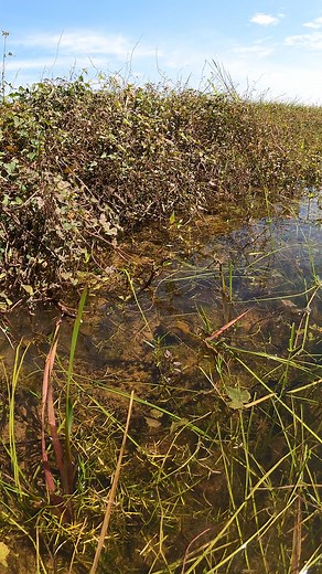 From Rain to Beauty – Flooded Areas with Peaceful Natural Views 🌧️🌳 #NaturalView #LakeScene #BestView | Nice View HD