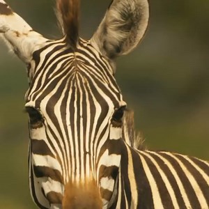 14K views · 246 reactions | Zebras escape from ferious crocodiles_#animals #wildlife #zebra #crocodile | TJ Walker | Facebook