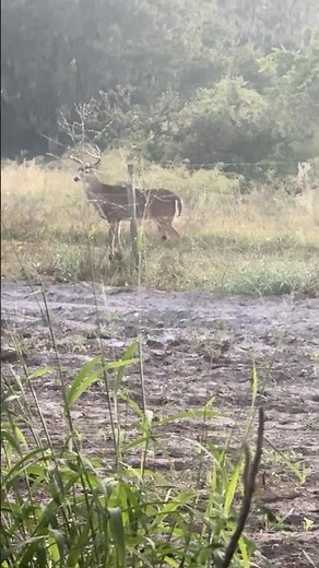 10 point -Florida Muzzleloader #deer #wildlife #bucks #nature #animals