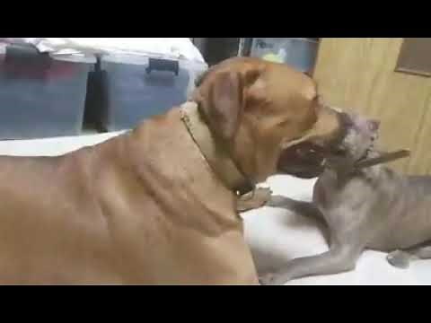 ピットブルと土佐ピットどちらが強いか？ この動画でわかります！