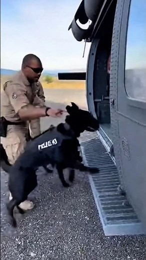 Elite K9 vs Threat | Tactical Dog Action🐕‍🦺🔥 #k9 #k9training #malinois #viral #k9unit #wildlife