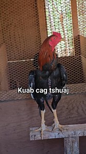 Qaib Thaib Ej Ej Ej 4/1/2025 | Kuab Cag Tshuaj