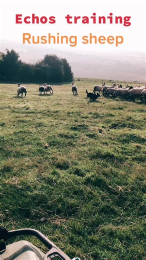 Echo training #learnontiktok #fypage #fypシ #fy #CinderellaMovie