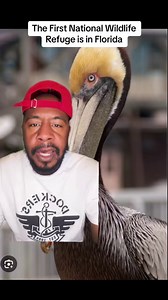 Pelican Island is the Nations first National Wildlife Refuge #florida #nationalwildliferefuge #foryou #wildlife #fbviral | The Hughley’s