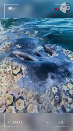 Whales and Barnacles The Surprising Relationship and Its Impact