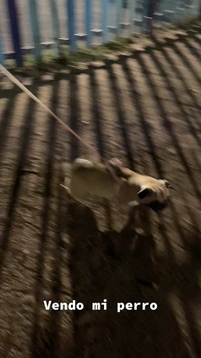 ¡Los Pugs No Saben Ladrar! Videos Graciosos de Pug