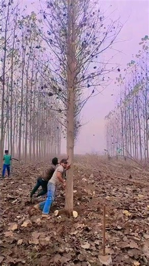 Trees Fall Like Dominoes! ll TOT FACTS