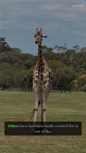 A Giraffe Kick Can SHATTER a Lion's SKULL #shorts #science #POVScience