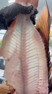 Is this the best tasting fish in the entire ocean?? How many different species have you tried? | Reed_thefishmonger