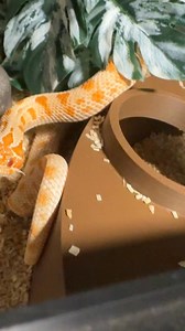 155K views · 4.2K reactions | He always gets so sassy after feeding time. #hognose #hognosesnake #snake #snakes #snek #reptile #reptiles #reptilesofinstagram #reptilelover #reptilekeeper #pet #hognosesnakesofinstagram #grilledcheese #albino #pets #daily #instagram #tiktok #reels #cute #fun #happy #ballpythonsoftiktok #boise #idaho | Black Lake Reptiles | Facebook