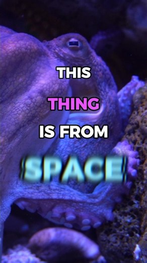 Why Scientists Think Octopuses Are Aliens
