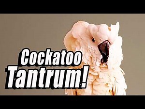 This Cockatoo’s Tantrum Is Painfully Relatable 😂🦜 (Subtitles)