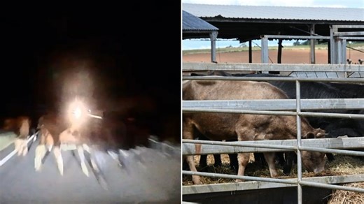 Family’s terrifying car crash into mob of cattle caught on camera