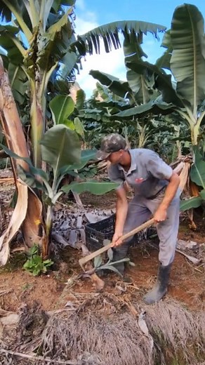 54K views · 542 reactions | Banana Fram | Banana Garden | Facebook