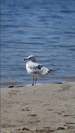 Millions of Seagulls Are Flying Away Right Now #birds #seagull #wildlife #nature #shorts #animals