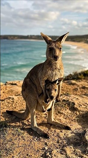Baby Kangaroo Joey Yawns at the Beach 🦘 | Australian Wildlife