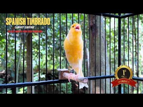 Spanish Timbrado Canary Singing – The Best Song to Tutor Your Young Bird‼️