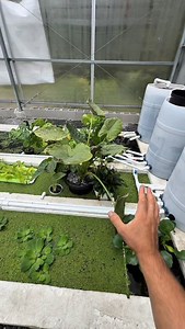 49K views · 5.3K reactions | Biological filtration is the most important type of filtration in your aquatic system, it doesn’t matter if you’re removing the small particulates if you don’t have enough surface area to grow enough bacteria to handle the ammonia production from all the fish. Luckily biological filtration is very simple, you simply need a high surface area item and you need to put it where water is flowing. #fish #goldfish #aquarium #ranchu | Luke’s Goldies | Facebook