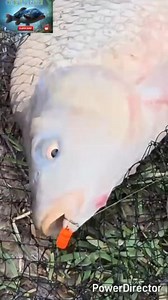 🎣Cu momeala potrivită intra și captura pe care o aștepți🎣 #pescuit #pește #pescar #momeala #reel | Carligu Lu Glandi