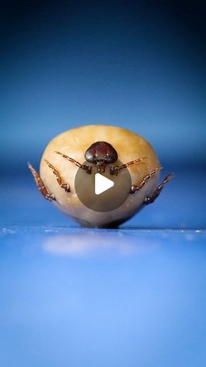 Odd Animal Specimens on Instagram: "Gopher Tortoise Tick - the largest tick species in North America. What insects would you like to see next? Specimen use made possible by the University of Michigan Museum of Zoology. #animals #science"