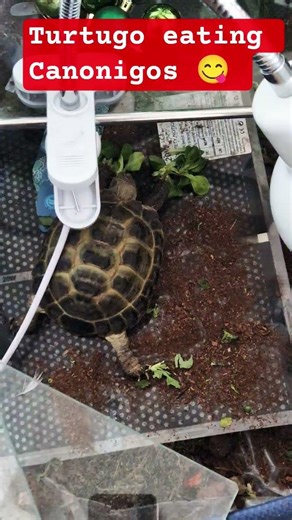 Turtle Vladimir eating Canonigos #food #turtle