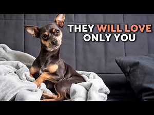 10 ADVANTAGES of Living With a MINIATURE PINSCHER 🐶 It's Not a DOG for Everyone ❤️🐾