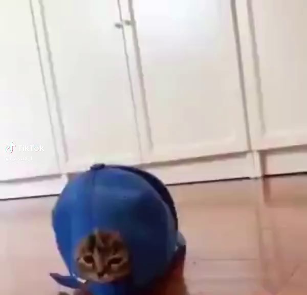 Understanding How Cars Are Displayed in Malls