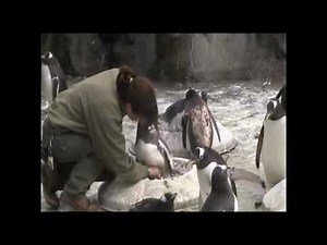 Penguin chicks hatching at Edinburgh Zoo
