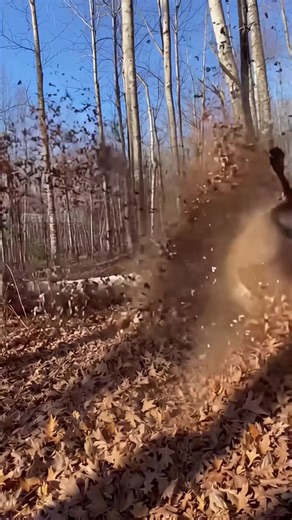 This might be the smartest deer in the woods. Instead of offering a broadside shot, the buck attacked the tree holding the hunter. The ram was precise and powerful, causing a catastrophic failure of the stand’s supports. The hunter fell from the sky, landing in a heap of camouflage and gear. In a surreal twist, the deer didn't bolt; he stepped forward, sniffed the dazed man, and walked away with the swagger of a champion. This video is created with AI. #fbreelsvideo #reelsvideo #HuntingFail #Kar