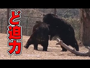 ど迫力！！ ツキノワグマのじゃれ合い！？【 群馬サファリパーク 】