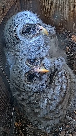 10K views · 861 reactions | Moss and Maple, the owlets from the Barred Owl Cam, show off their flexible necks in this adorable highlight from inside the next box. Check out this lesson from the Cornell Lab's Bird Academy to learn why owls have such amazing head-turning abilities: https://academy.allaboutbirds.org/can-owls-turn-their-heads-360-degrees | Bird Cams | Facebook