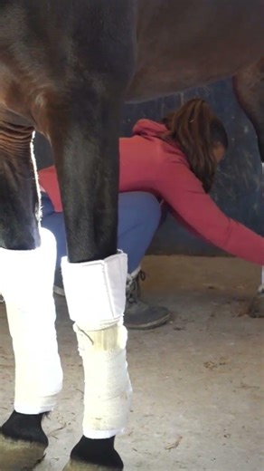 Training a 4 years old colt in the stable #andalusianhorse #dressagehorse #equestrian