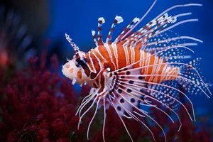 7 Aggressive Saltwater Fish to Avoid in Your Tank