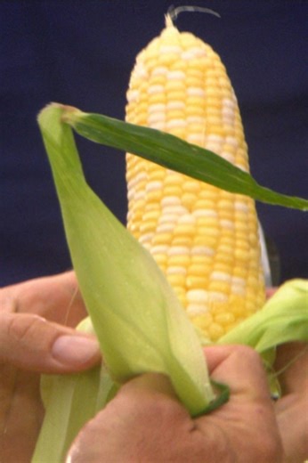 Grilled corn with a perfectly protected husk technique
