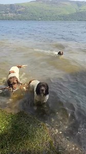 Nice little dip with Paddy, Harry, Tally, Duggy, Bella, Mabel and George. Tally enjoying a bit of Jetty jumping too! | Max Out in the Lake District