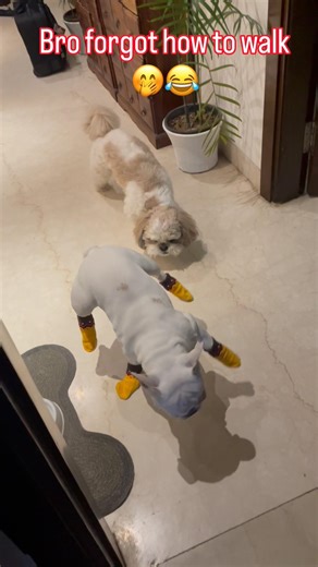 We Put Socks on Theo… Now He Walks Like a Crab 😂🐶